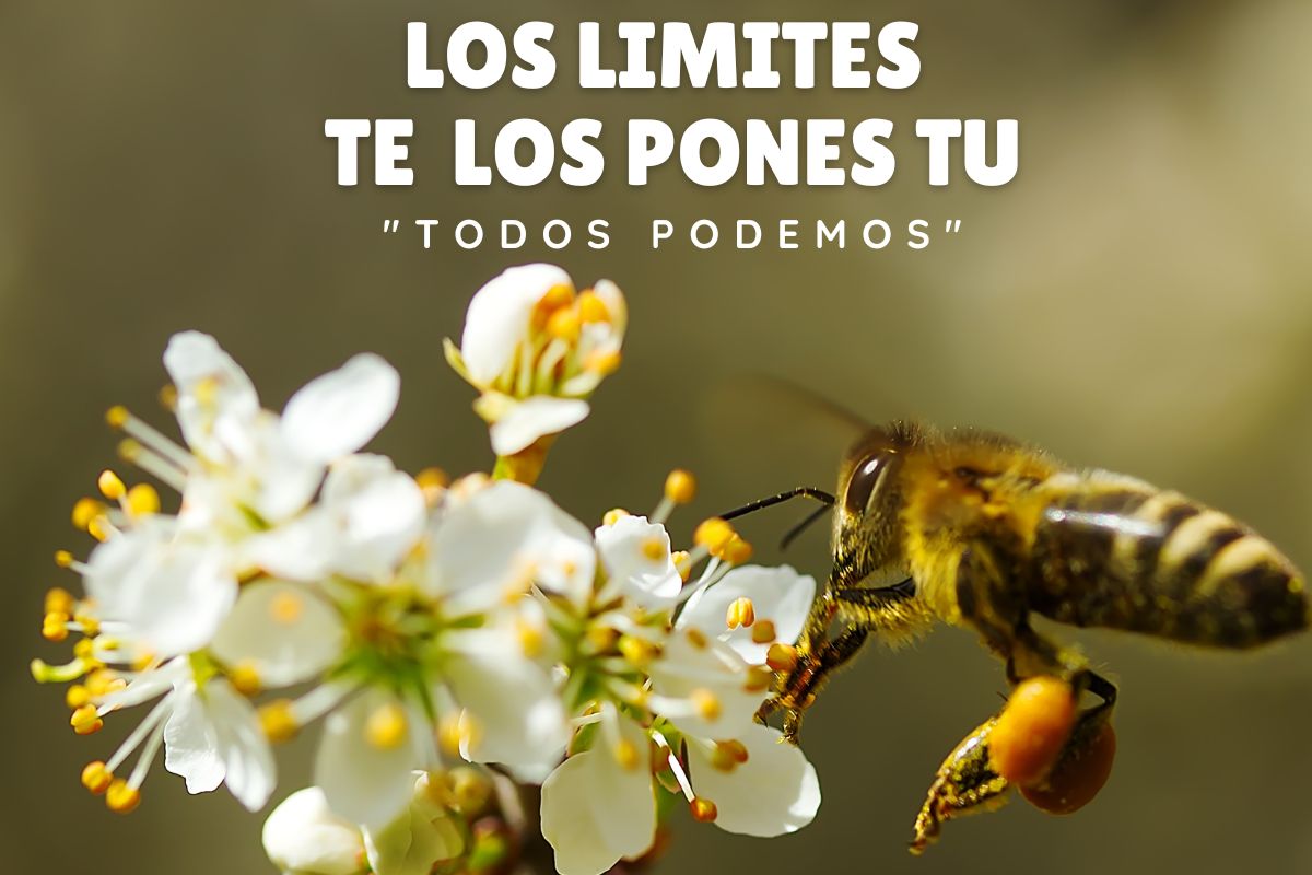 LOS LIMITES TE LOS PONES TÚ