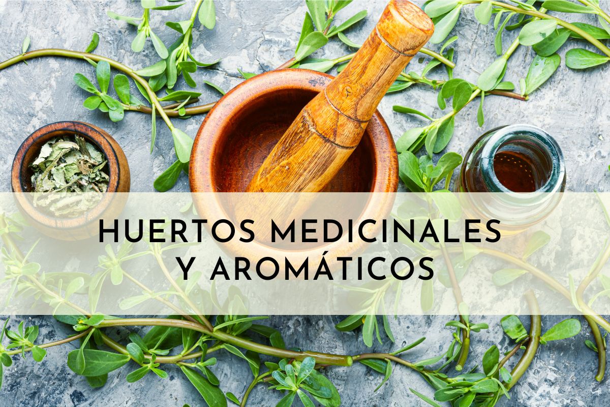 HUERTOS MEDICINALES Y AROMÁTICOS